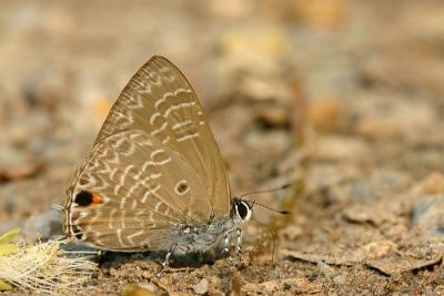 Anthene lycaenina miya