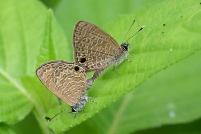 Mating Tailless Line-Blue