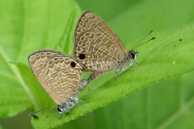 Mating Tailless Line-Blue