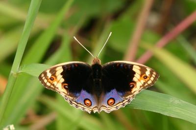 Blue Pansy (100% Crop)