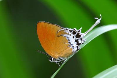Banded Imperial