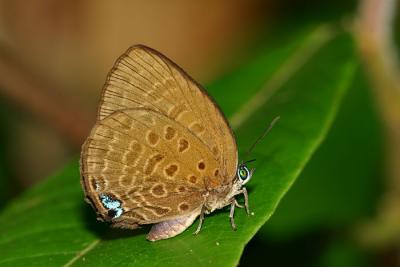 Arhopala amphimuta amphimuta