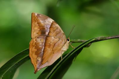 Saturn, Female