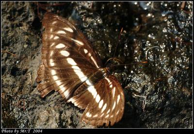sa潺() Staff Sergeant (Female) (Athyma Selenophora)