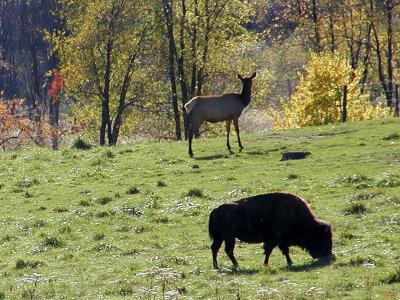 American Bison and Deer.jpg(391)