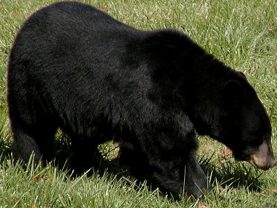 Illinois Black Bear.jpg(530)