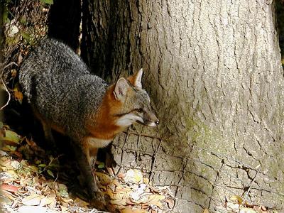 Red and Grey Fox