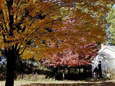 Red yellow green and browns.jpg