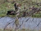 Wolf1.jpg(387)