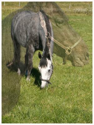 Horse-with-ghost-image.jpg
