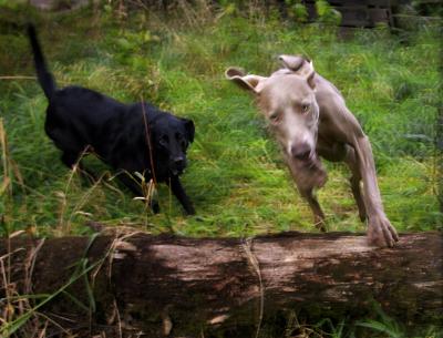 + Dog Run ~ John Johnston