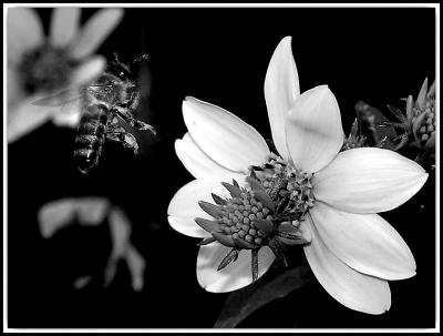 No Color There Bee - Tom