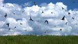 MC31: Multiples – Sky Ballet by Pete Ganzel