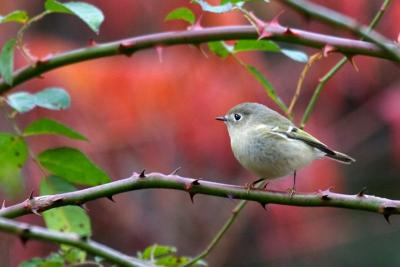 Ruby-crowned Kinglet Female