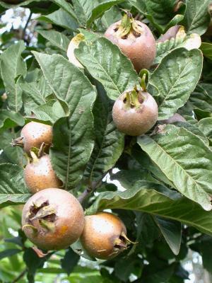 medlar
