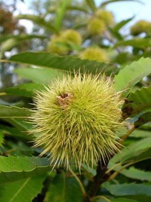 chestnut