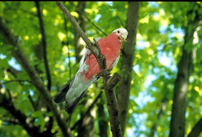 Galah (Rowdy)