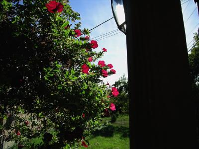 Camera-1 023.jpg