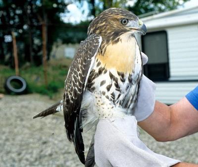 HawkRelease-2004-03.jpg