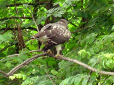 HawkRelease-2004-01.JPG