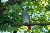 Eli (African Grey)