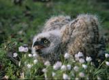 Owl Banding-2004-022.jpg