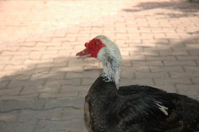Dsc_0136.jpg