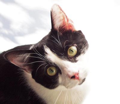 Obie At Window