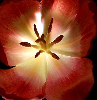 Tulip glow
