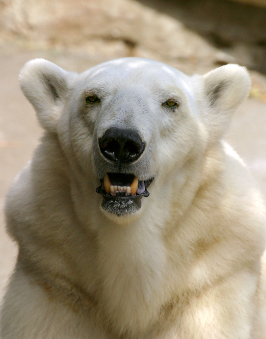 Polar bear posing 1