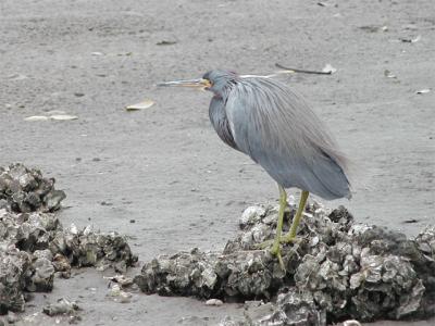 Tri-color Heron