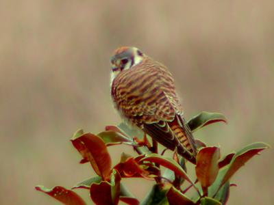 u21/nomantra/medium/13704511.kestrel640.jpg