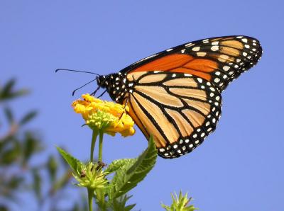 Monarchs
