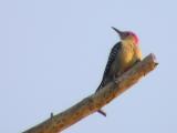 Red-bellied Woodpecker, Male