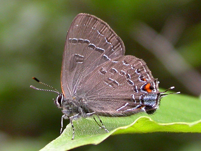 Banded Hairstreak