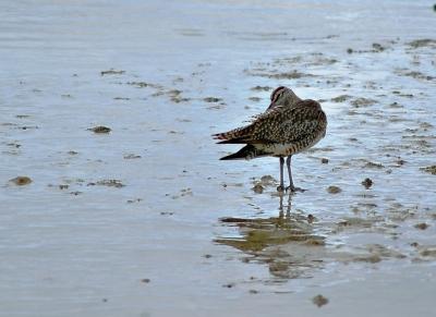 DSC_0057PreeningFxSh2_Sm.jpg