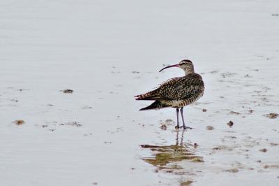 DSC_0060Bird300TC_FxSh2_Sm.jpg