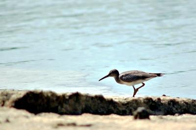 DSC_1092ReefBirdFxSh2_Sm.jpg