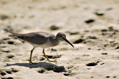 DSC_1099ReefBirdFxSh2_Sm.jpg