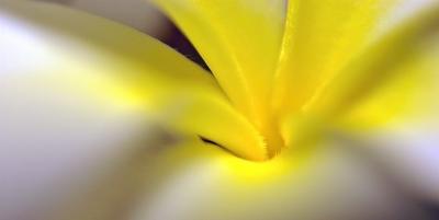 DSC_4250PlumeriaFxSh2_Sm.jpg
