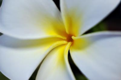 DSC_4254PlumeriaFxSh2_Sm.jpg