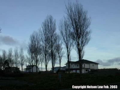 Trees-N596.jpg