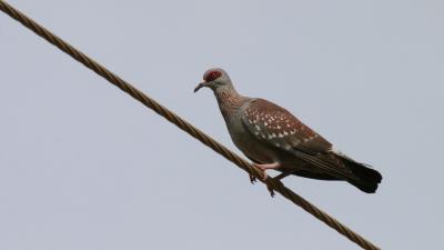 Speckled Pigeon.