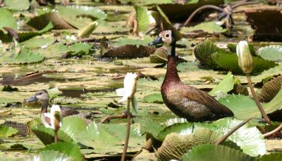 White-faced Whistling Duck.