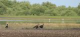 Abyssinian Ground Hornbill.