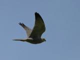 Grey Kestrel.