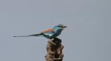 Abyssinian Roller.