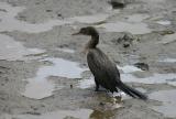 Long-tailed Cormorant.