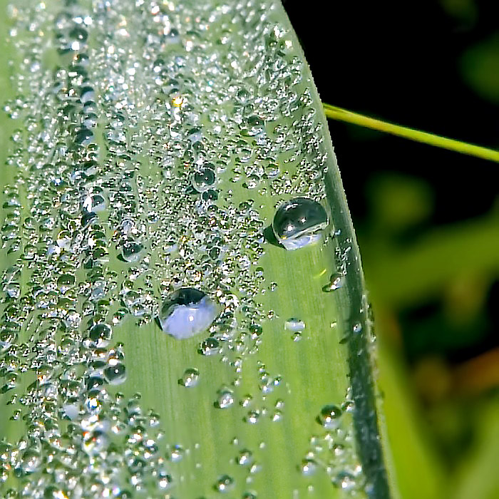 Morning dew