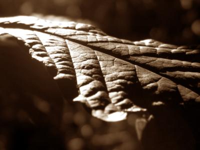 Leathery Leaf.jpg